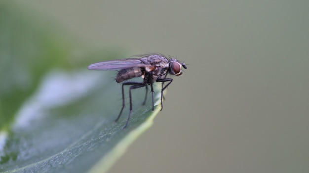 Free photo closeup shot of a black fly on a green leaf with a hole in it