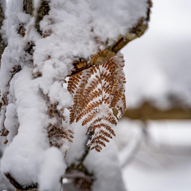 Closeup shot of the Black Forest Mountains, Germany in winter