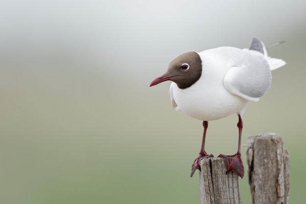 Free Photo closeup shot of a black-headed gull on the piece of wood