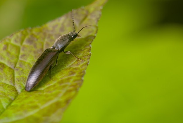 Free photo closeup shot of a black insect on the green leaf