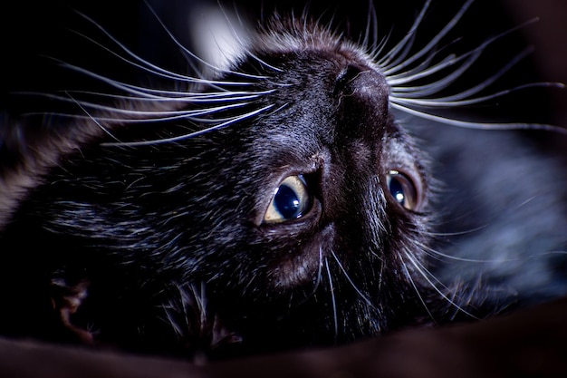 Free photo closeup shot of a black kitten lying upside down