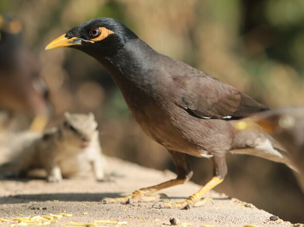 Closeup shot of a black myna bird on the stone