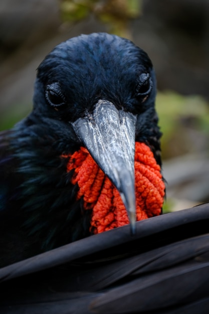 Free Photo closeup shot of a black and red bird with a long beak in wild nature