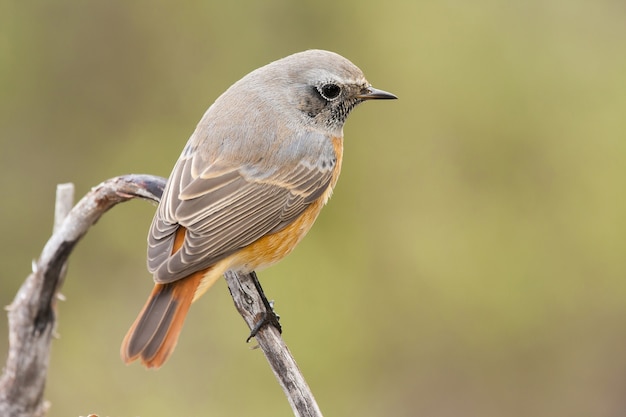 Free Photo closeup shot of a black redstart bird perched on a branch with a blurred background