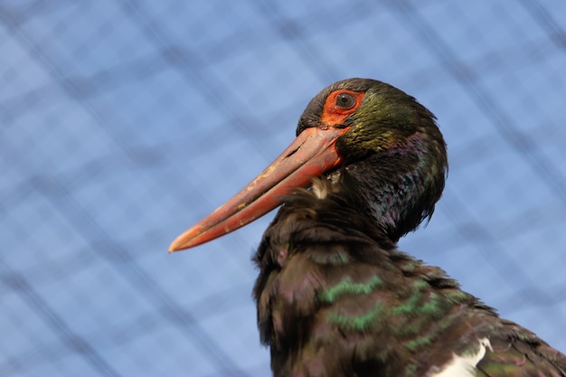 Free Photo closeup shot of black stork