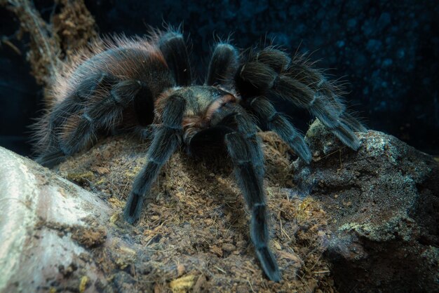 Closeup shot of a black tarantula in a nature