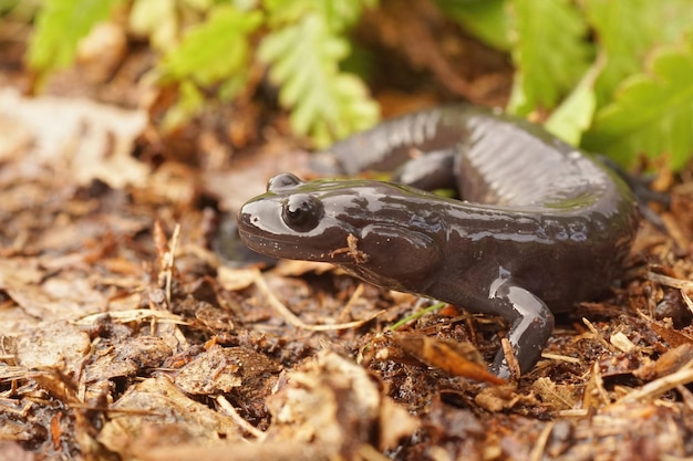 Closeup shot of blackbelly salamander on the forest ground