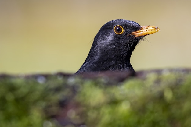 Free Photo closeup shot of a blackbird in the field in the forest