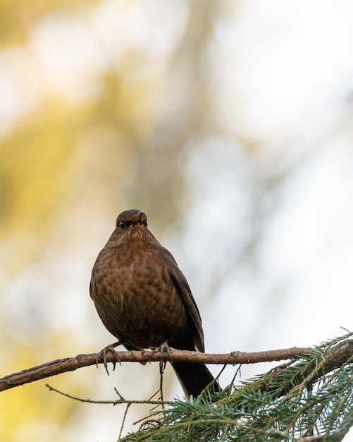 Free photo closeup shot of a blackbird perched on a tree branch