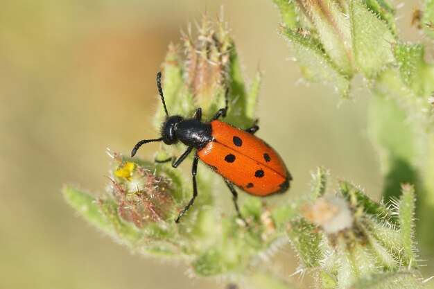 Closeup shot of a blister beetle on a leaf of a plant