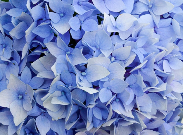 Free Photo closeup shot of blooming blue flowers - perfect for wallpaper