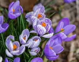 Free photo closeup shot of blooming crocus flowers