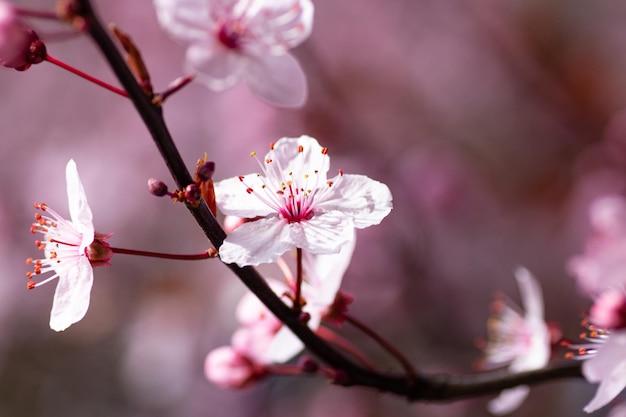 Closeup shot of a blooming pink sakura branch