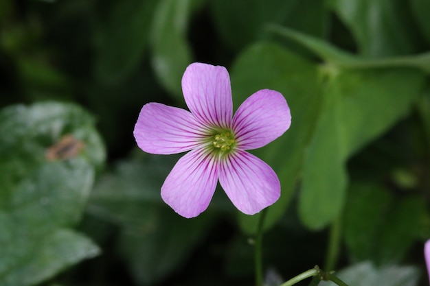 Free Photo closeup shot of blooming purple oxalis oregan flowers with leaves