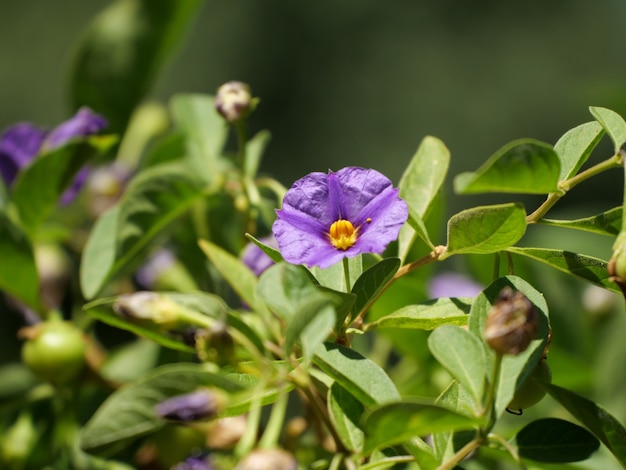 Free photo closeup shot of a blooming purple tasmanian kangaroo apple flower