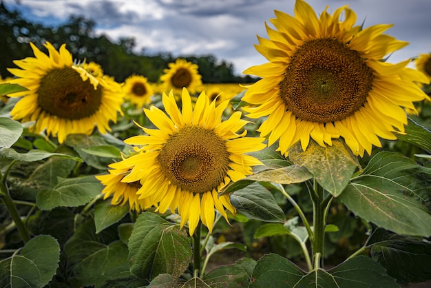 Free photo closeup shot of blooming sunflowers in the field