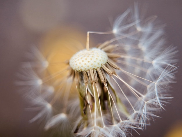 Free Photo closeup shot of a blowball flower for wallpaper and background