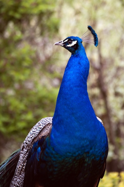 Free photo closeup shot of a blue beautiful peacock with a blurred