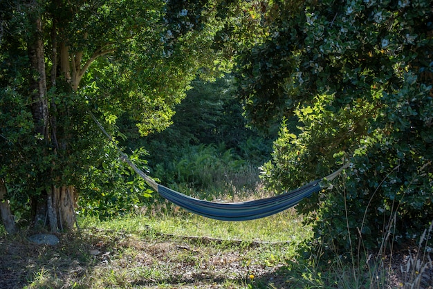 Free photo closeup shot of a blue hammock attached to trees in a forest under the sunlight