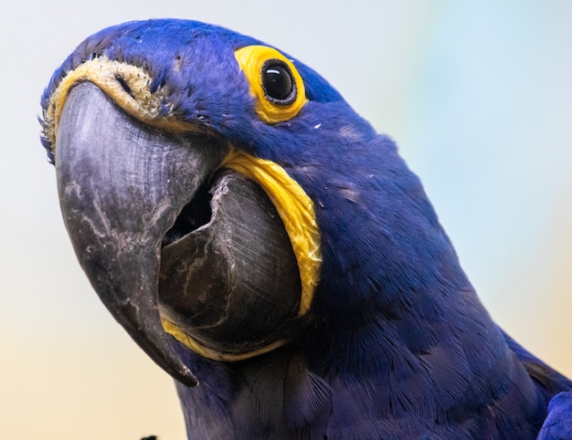 Closeup shot of a blue and yellow parrot