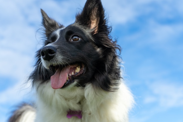 Closeup shot of a Border Collie panting under the sunlight