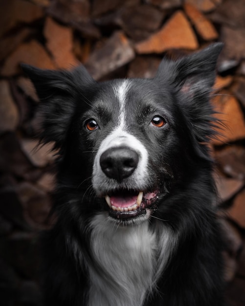 Closeup shot of a Border Collie on a wooden wall background