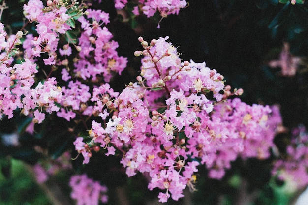 Closeup shot of a branch of small purple flowers growing next to each other