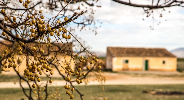 Closeup shot of a branch of a tree with buildings