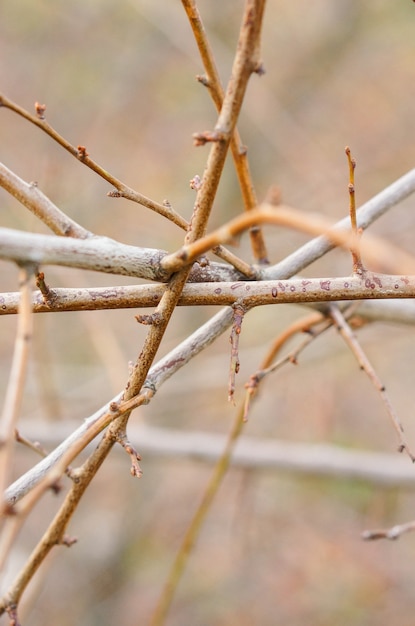 Free Photo closeup shot of branches of the tree tangled