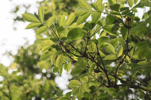 Free photo closeup shot of the branches of a tree with green leaves in the garden