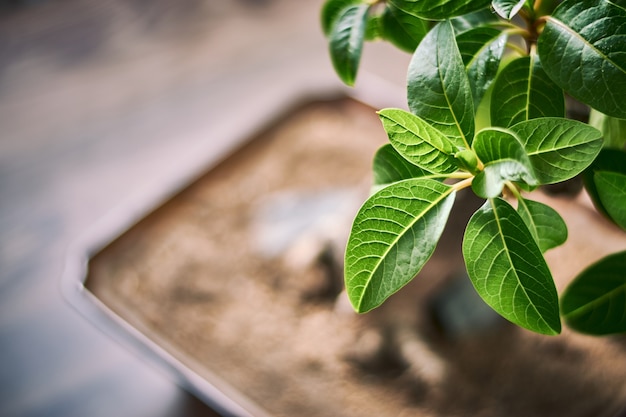 Closeup shot of bright green leaves with a blurred background