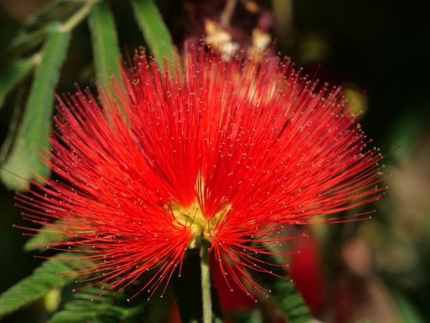 Closeup shot of bright red calliandra flower