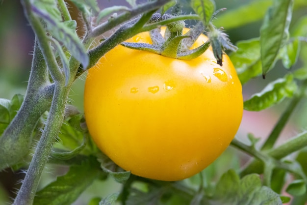 Closeup shot of a bright yellow tomato growing on a vine