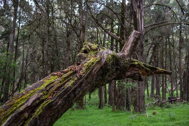 Free photo closeup shot of a broken moss covered tree in the middle of the jungle captured in mount kenya