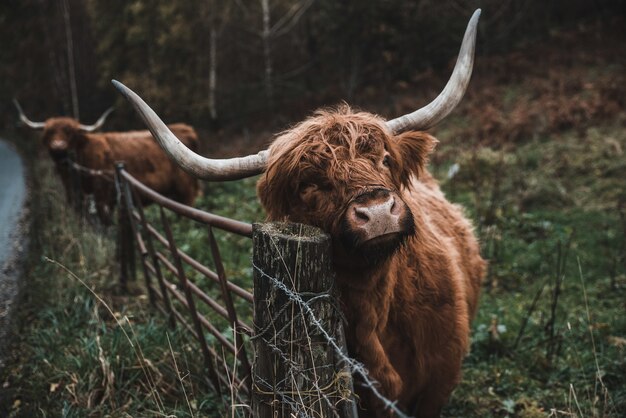 Closeup shot of a brown bull in farmland at daytime