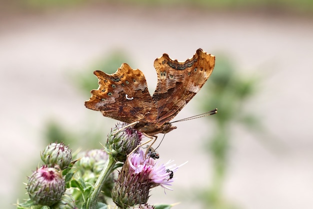 Closeup shot of a brown butterfly standing on top of a flower