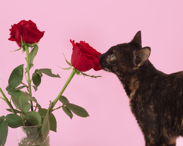 Free photo closeup shot of a brown cat and roses on pink background