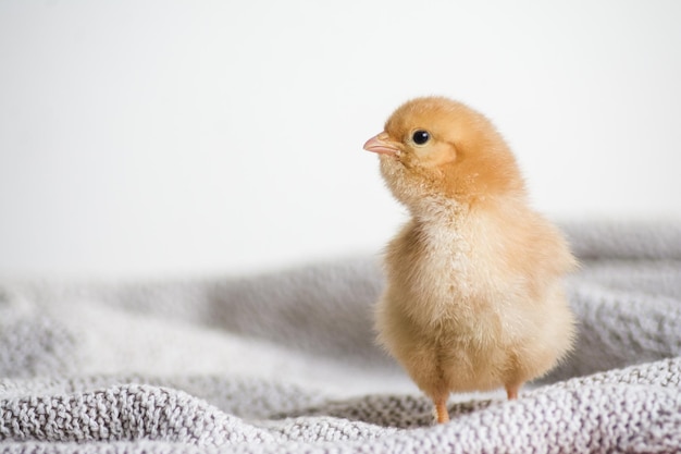 Free photo closeup shot of a brown chick on a cloth