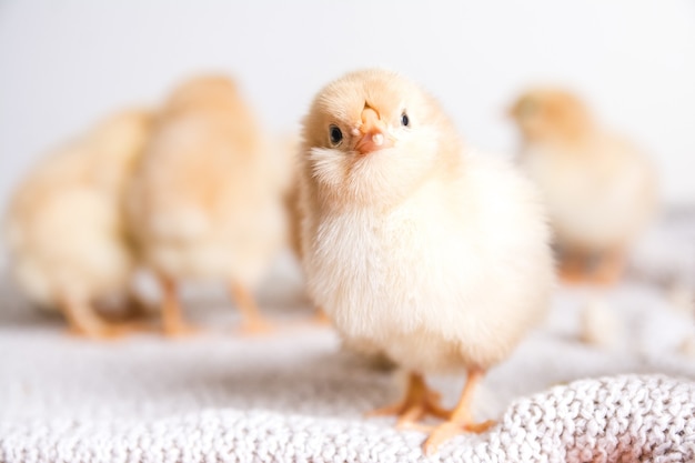 Free photo closeup shot of brown chicks on a cloth with a white space