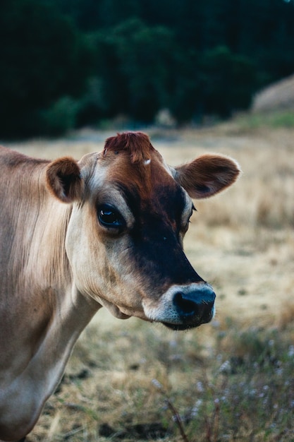 Closeup shot of brown cow on a field