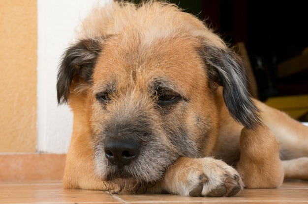 Closeup shot of a brown dog lying on the ground