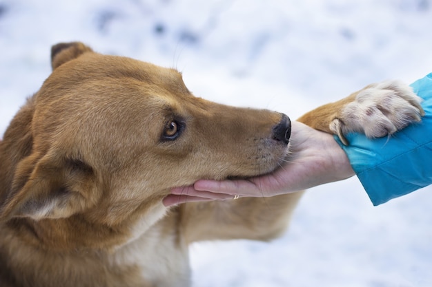 Closeup shot of a brown dog underneath snowy weather holding a woman's hand