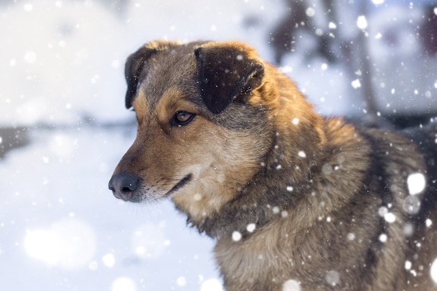 Free Photo closeup shot of a brown dog underneath snowy weather looking sideways