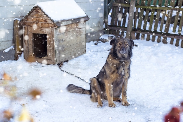 Closeup shot of a brown dog underneath snowy weather near the fence