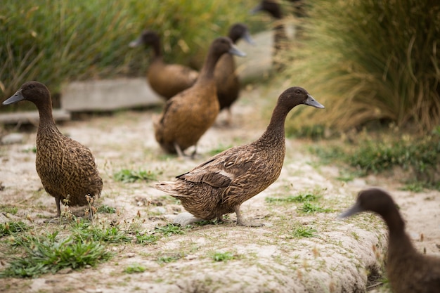 Free photo closeup shot of brown ducks walking on the shore next to green plants during daylight