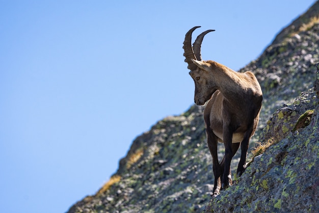 Free photo closeup shot of a brown feral goat with beautiful horns standing on the mossy rock