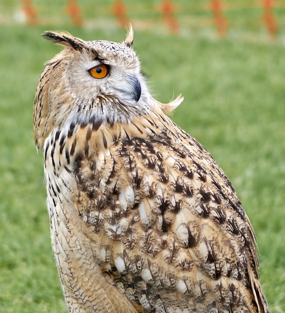 Free photo closeup shot of a brown great horned owl in a park