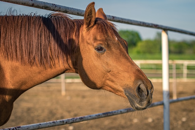 Free Photo closeup shot of a brown horse with a fence and greenery on the