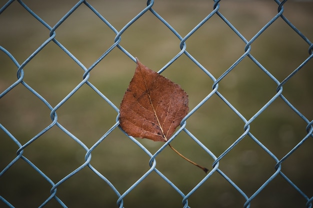 Free Photo closeup shot of a brown leaf on a chain link fence