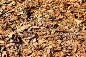 Free photo closeup shot of brown leaves on the ground at daytime